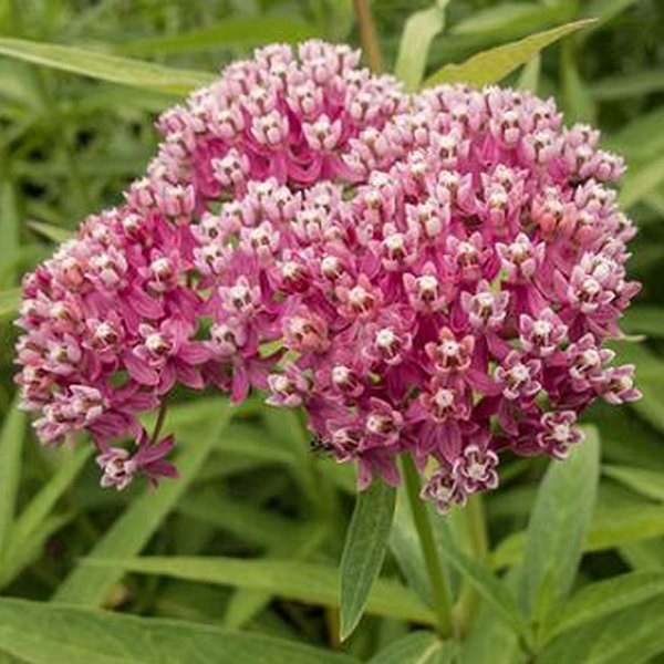 Asclepias (Milkweed)
