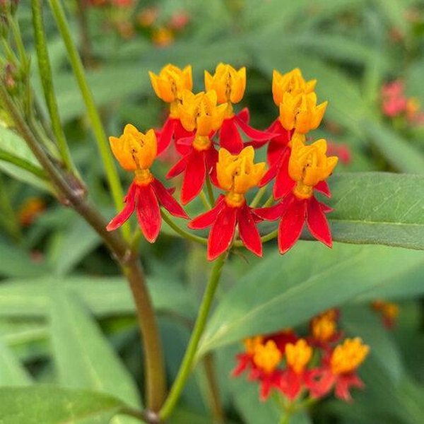 Silky Deep Red Milkweed Asclepias
