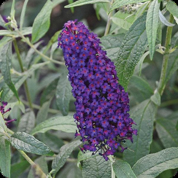 Dark Dynasty Monarch Buddleia