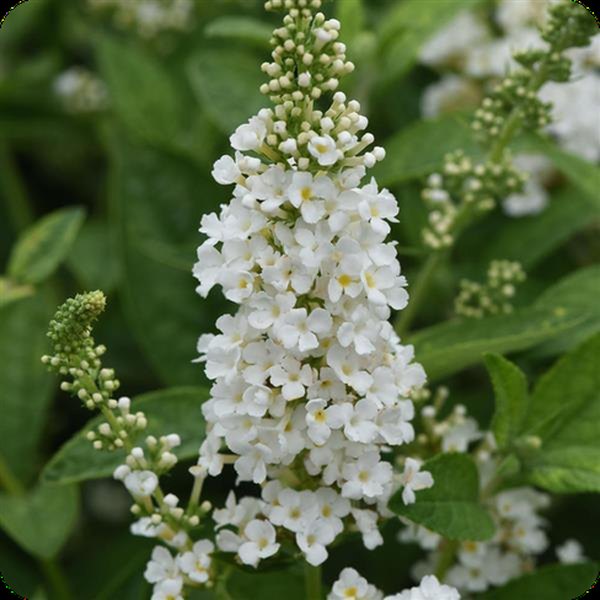 White Chrysalis Buddleia