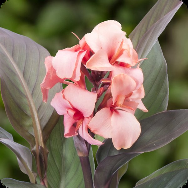 Cannova Canna