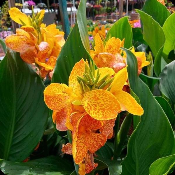 Gold Leopard Cannova Canna