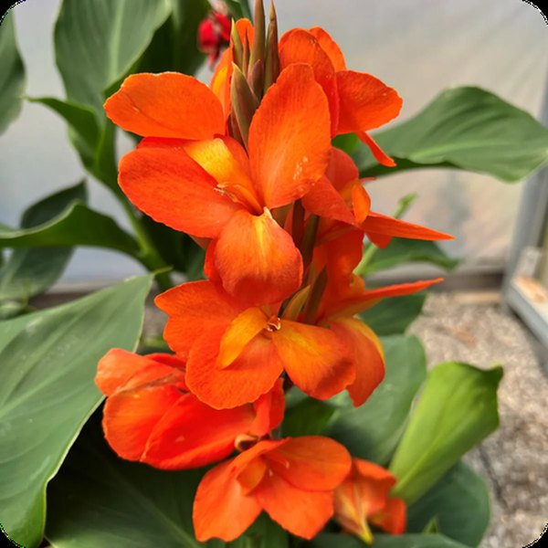 Orange Shades Cannova Canna
