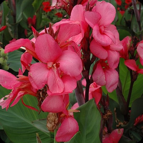 Rose Cannova Canna