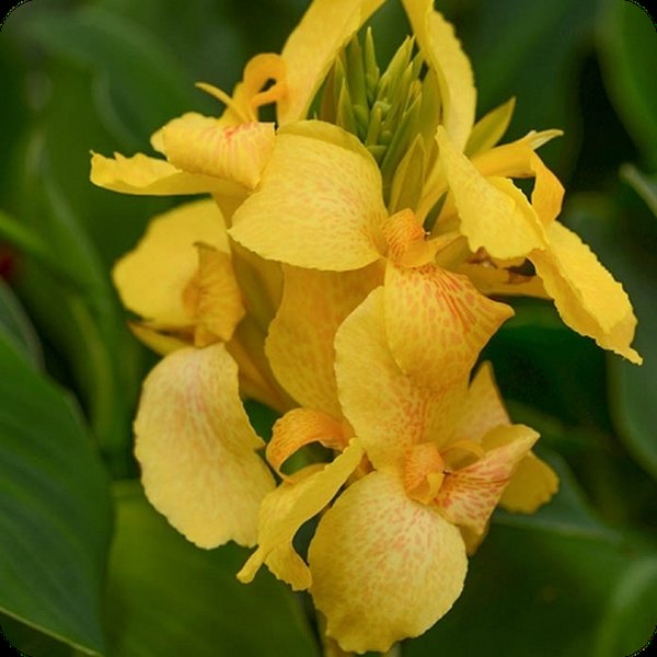 Yellow Cannova Canna
