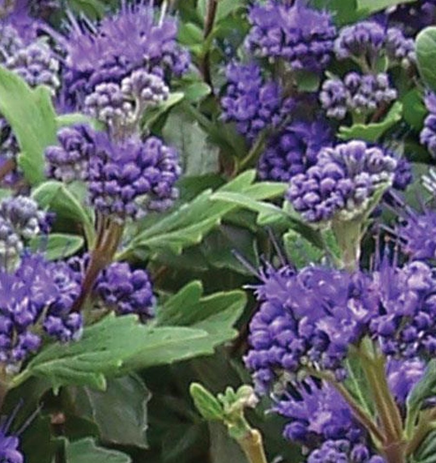 Caryopteris
