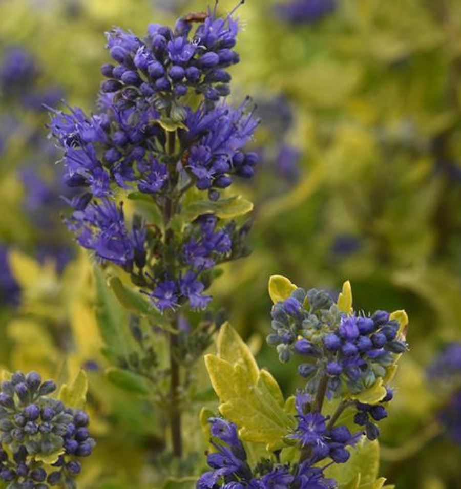 Caryopteris