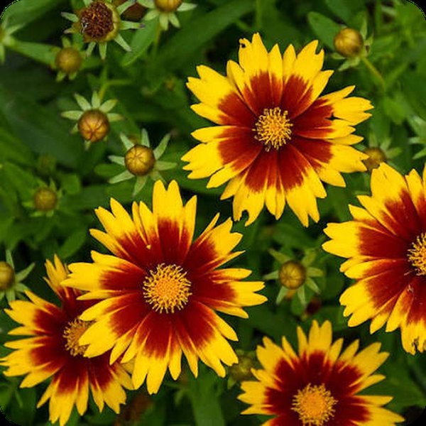 Coreopsis