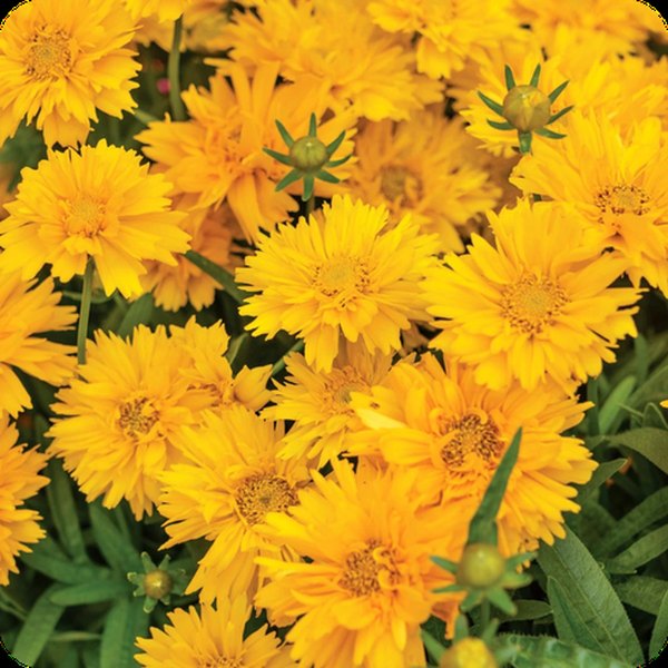 Double The Sun Coreopsis