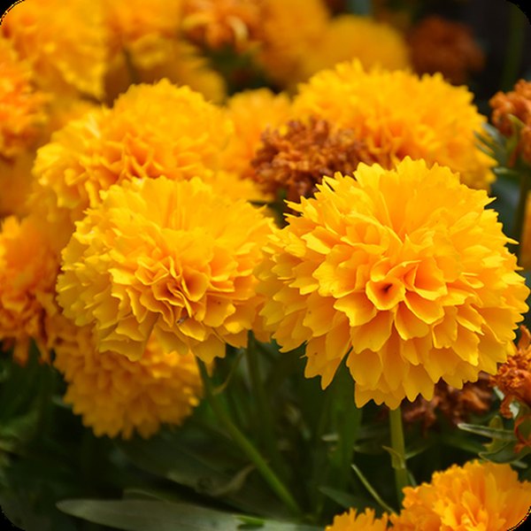 Golden Globe Coreopsis