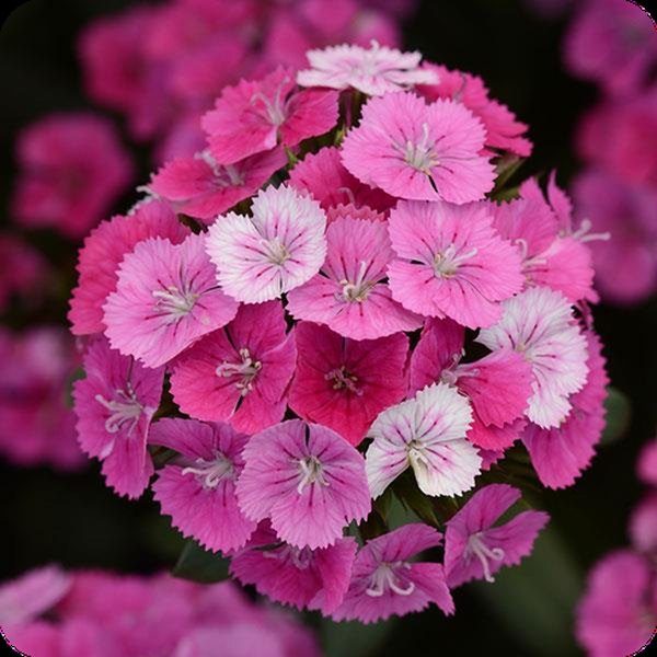 Pink Magic Jolt Dianthus