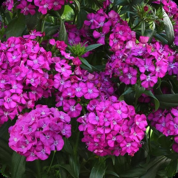 Purple Jolt Dianthus