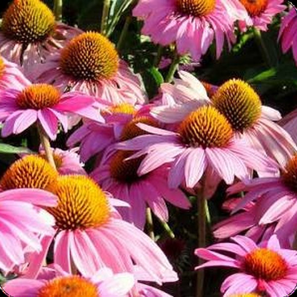 Echinacea: Artisan, Cheyenne Spirit, Feeling Pink, and Purpurea