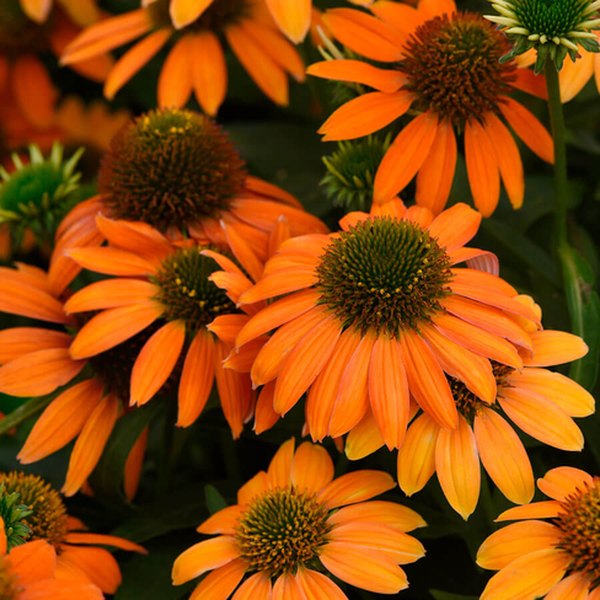 Orange Soft Artisan Echinacea