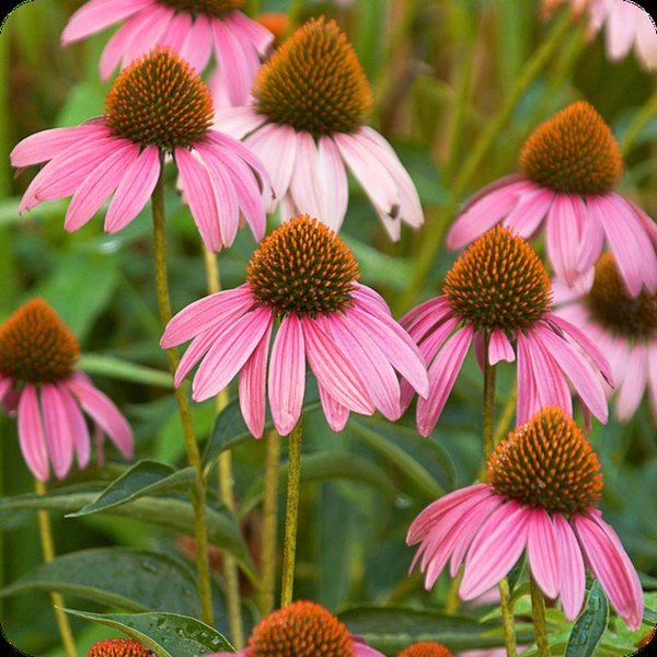 purpurea Echinacea
