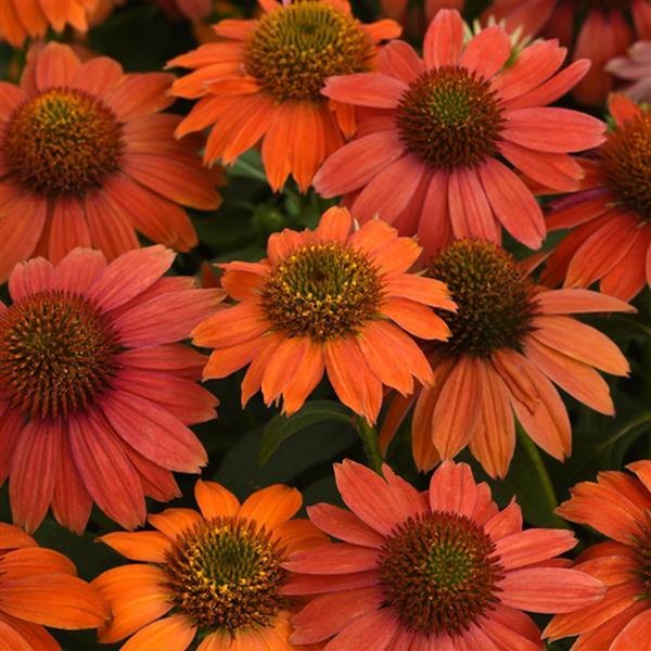 Red Ombre Artisan Echinacea