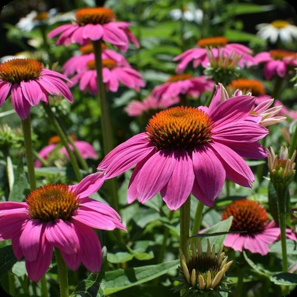 Magenta PollyNation Echinacea