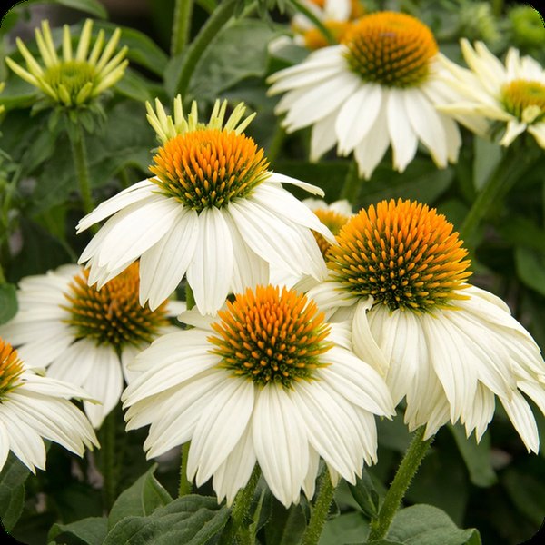 White PollyNation Echinacea