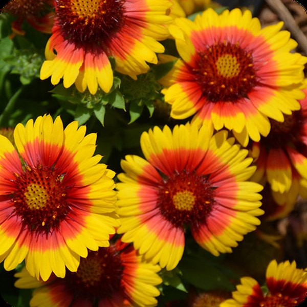 Bright Bicolor Mesa Gaillardia