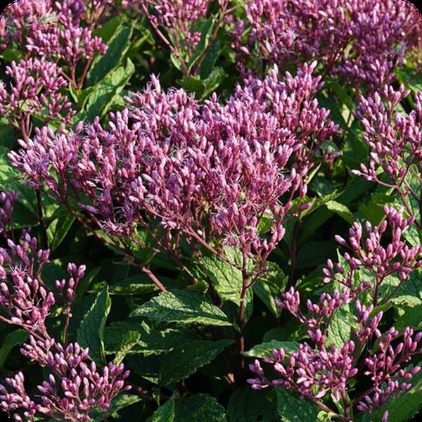Eupatorium, Euphorbia, and Gaillardia