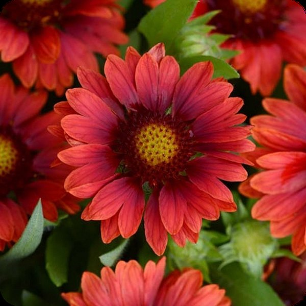 Red Mesa Gaillardia