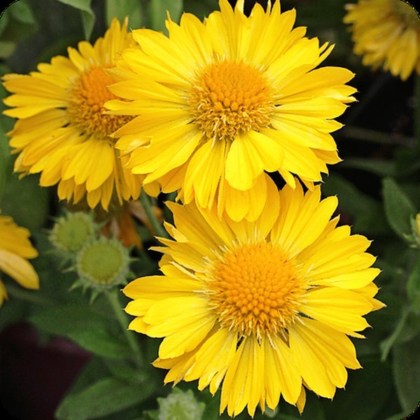 Yellow Mesa Gaillardia