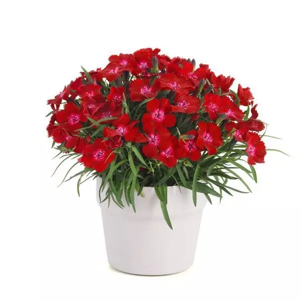 Everlast Dianthus