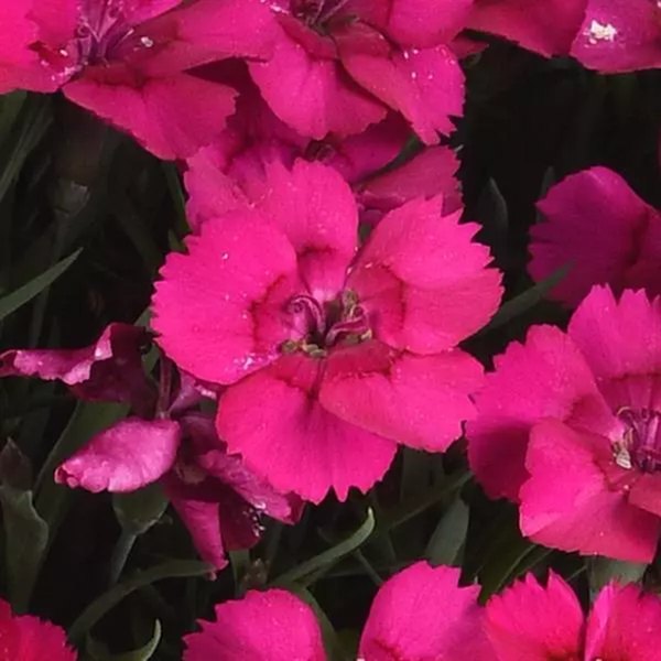 Neon Pink Everlast Dianthus