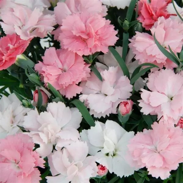 Pink to White Everlast Dianthus
