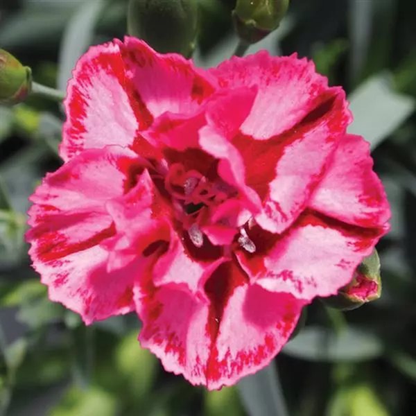 Red and Pink Everlast Dianthus