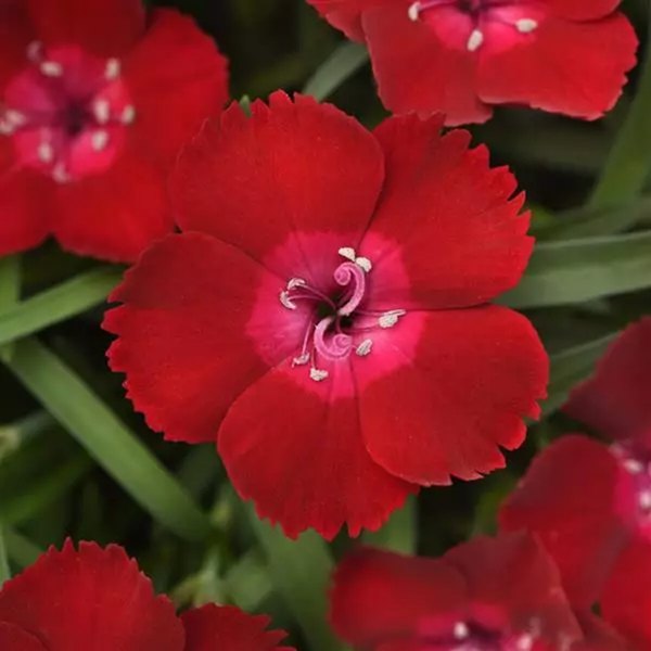 Red Flash Everlast Dianthus