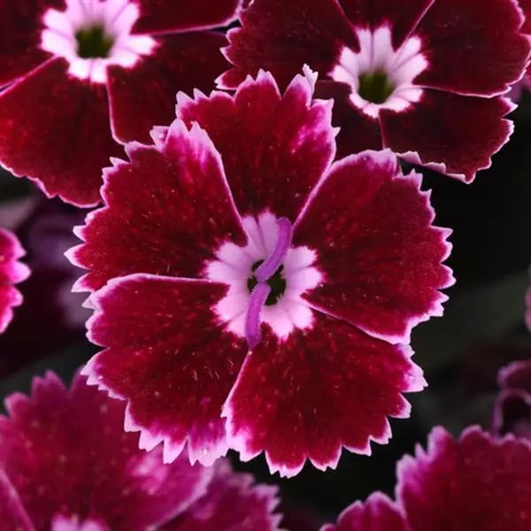 Ruby Edge Everlast Dianthus