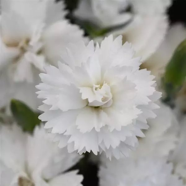 White Everlast Dianthus