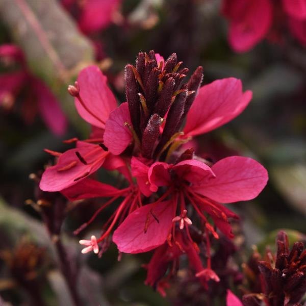 Gaura and Iberis