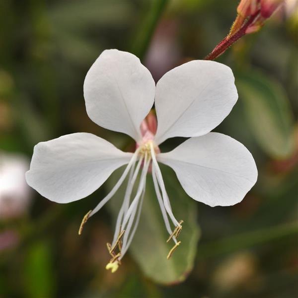 Belleza White Gaura