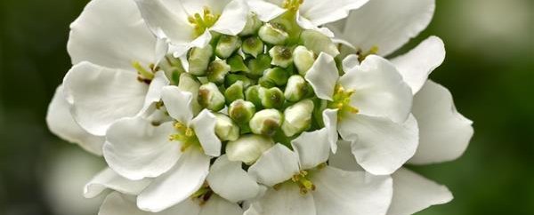 Gaura and Iberis