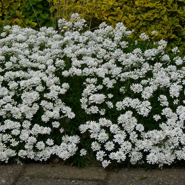 Whistler White Candytuft Iberis