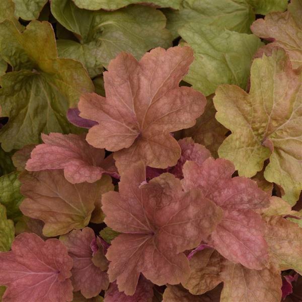 Heuchera: Carnival
