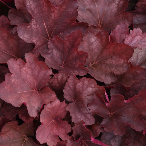 Burgundy Blast Carnival Heuchera