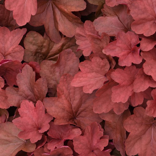 Cinnamon Stick Carnival Heuchera