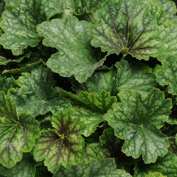 Cocomint Carnival Heuchera