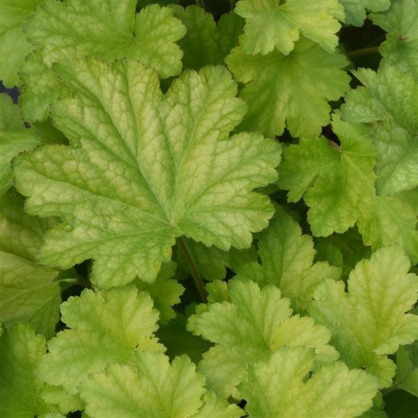 Lime Zest Carnival Heuchera