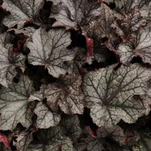 Plum Crazy Carnival Heuchera