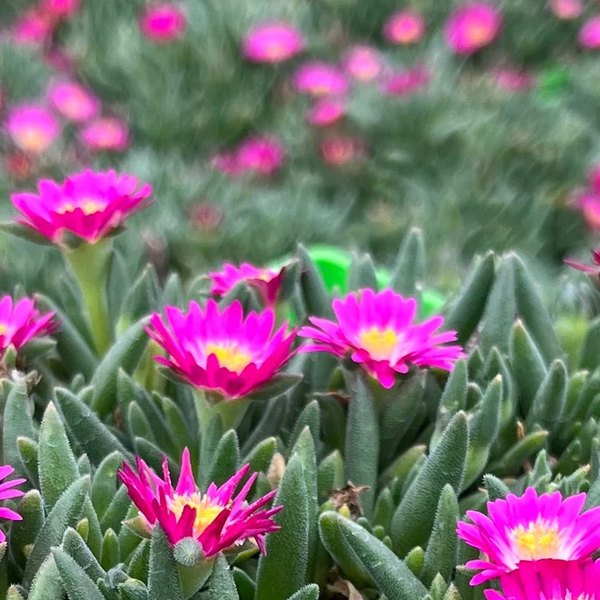 Jewel of Desert Delosperma
