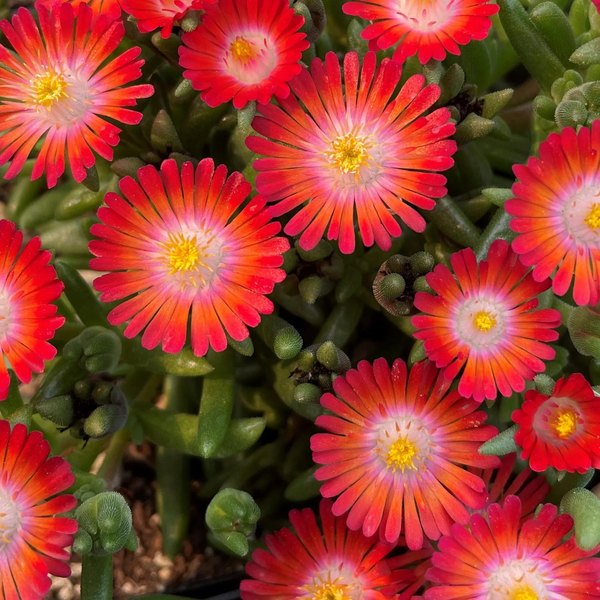 Grenade Jewel of Desert Delosperma