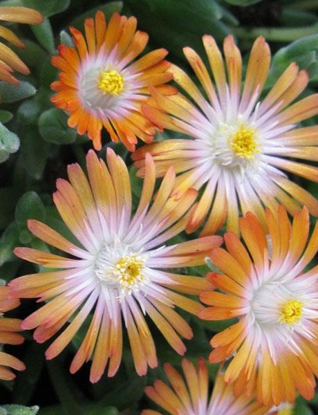 Jewel of Desert Delosperma