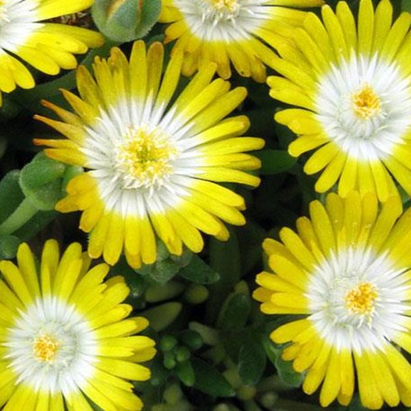 Peridot Jewel of Desert Delosperma