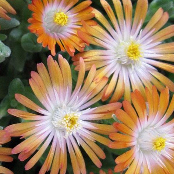 Topaz Jewel of Desert Delosperma