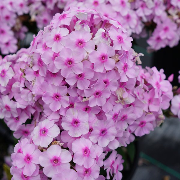 Pink Soft Ka Pow Phlox
