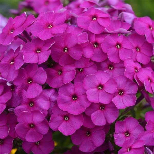 Purple Ka Pow Phlox
